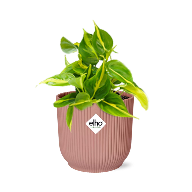Philodendron Scandens Brasil, 14cm Topf Elho Vibes rosa
