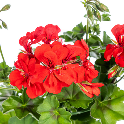 8x Hängegeranien 'Rot' Ø12 cm - ↕20 cm