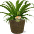 Asplenium Osaka - Ø17cm - ↕40cm + Selin Pot D18x16cm - Schwarz Bild 1