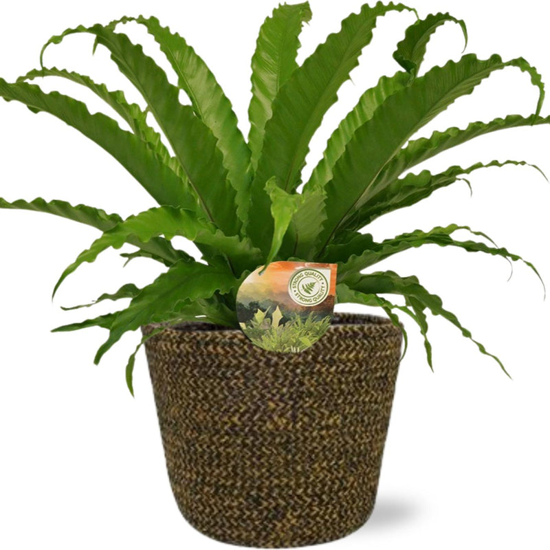 Asplenium Osaka - Ø17cm - ↕40cm + Selin Pot D18x16cm - Schwarz