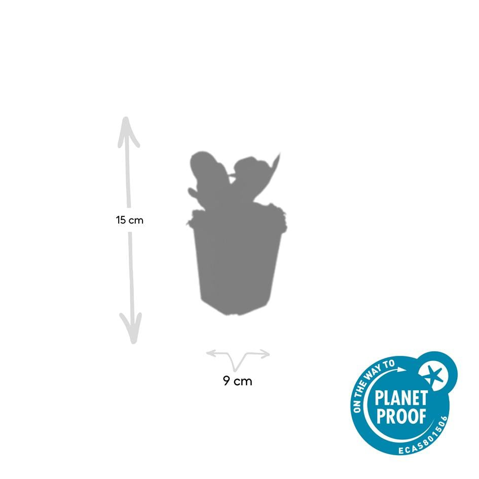 Bergenia cordifolia 'Herbstblüte' 12er Pack, 10-25cm hoch