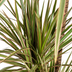 Dracaena Marginata Bicolor Ø21cm - ↕110 - 130cm Bild 3
