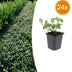 24x Euonymus fort. 'Dart's Blanket' - ↕10-25cm - Ø9cm Bild 1