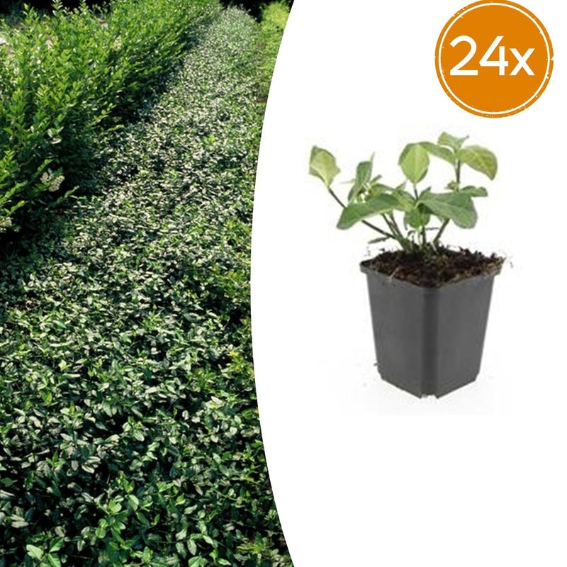 24x Euonymus fort. 'Dart's Blanket' - ↕10-25cm - Ø9cm