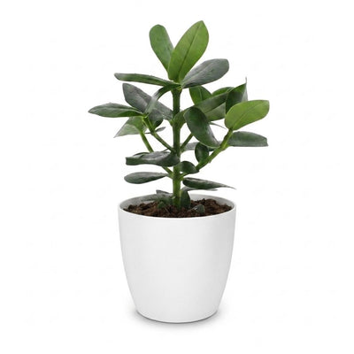 Green boutiQ - Clusia Princess - Clusia - 1 Plant - with Potter Wit - Pot 12cm - Height - 40cm