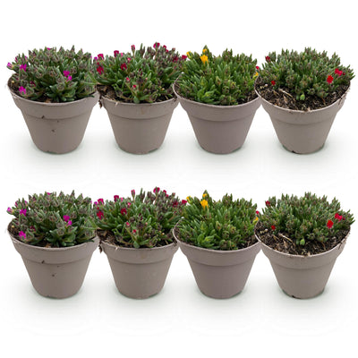 GreenboutiQ Delosperma 8 Pflanzen Mix: Farbenfroher, winterharter Bodendecker