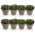GreenboutiQ Delosperma 8 Pflanzen Mix: Farbenfroher, winterharter Bodendecker Bild 2