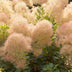 Cotinus coggygria Young Lady - 3x Zierstrauch im 12cm Topf Bild 6