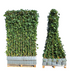 Hedera Hibernica Fertighecke - Immergrüner Sichtschutz, 120 cm Bild 3