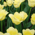 Tulpenbollen World Friendship – 20 Stuks | KH Bloembollen® | Lichtgele Tulp – Zacht, Vriendelijk & Elegant – Voor Tuin of Pot – Maat 11/12 – Vers van de Teler Bild 5