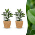 Green boutiQ - Clusia Princess - Clusia - 2 Pflanzen - mit Korb - Topf 12cm - Höhe - 40cm Bild 1