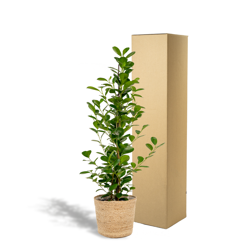 Ficus microcarpa Moclame - Ø21cm - ↕95cm + Korb Selin