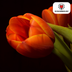 Tulpenzwiebeln Dafeng – 20 Stück | KH Bloembollen® | Orange Tulpe – Großblütig & Elegant – Für Garten oder Topf – Größe 11/12 – Frisch vom Züchter! Bild 5