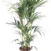 Howea Forsteriana (Kentia-Palme) Ø24cm - ↕120cm Bild 1