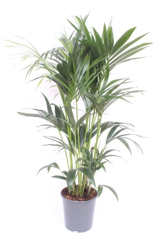 Howea Forsteriana (Kentia-Palme) Ø24cm - ↕120cm