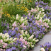 Buddleja davidii Butterfly Candy Little Tricolour, 3 Pflanzen Bild 4