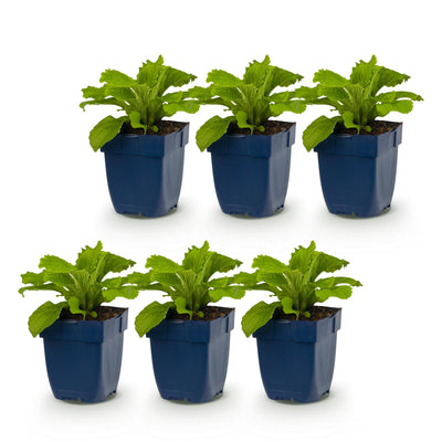 Green boutiQ - Perennials - Digitalis purp. Dalmatian Purple - Foxglove - Shade - Purple - 6 Plants - Pot 11cm - Height 15-25cm