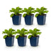 Green boutiQ - Perennials - Digitalis purp. Dalmatian Purple - Foxglove - Shade - Purple - 6 Plants - Pot 11cm - Height 15-25cm Bild 2