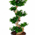 Ginseng S- vorm - 140 cm Bild 1