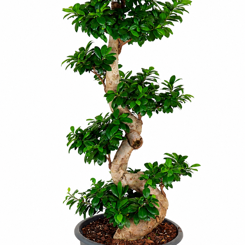 Ginseng S- vorm - 140 cm