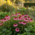 Echinacea purpurea Purple Ø19cm - ↕60 - 70cm Bild 5