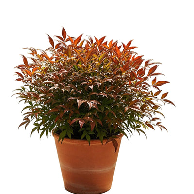 Nandina Gulfstream 'Orange' - Immergrüner Blütenschmuck für Balkon & Beet