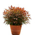 Nandina Gulfstream 'Orange' - Immergrüner Blütenschmuck für Balkon & Beet Bild 1