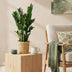 Green boutiQ ZZ-Pflanze (Zamioculcas) - 2er-Set, pflegeleicht, grün Bild 5