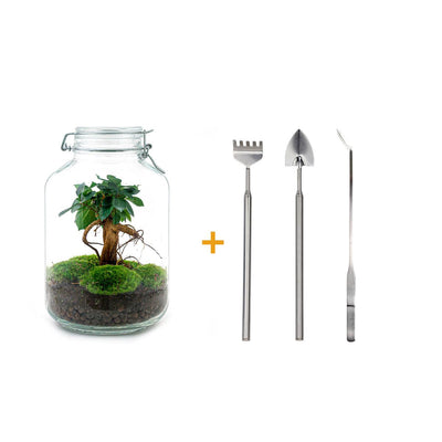Flaschengarten DIY-Set: Ficus Ginseng Bonsai & Zubehör
