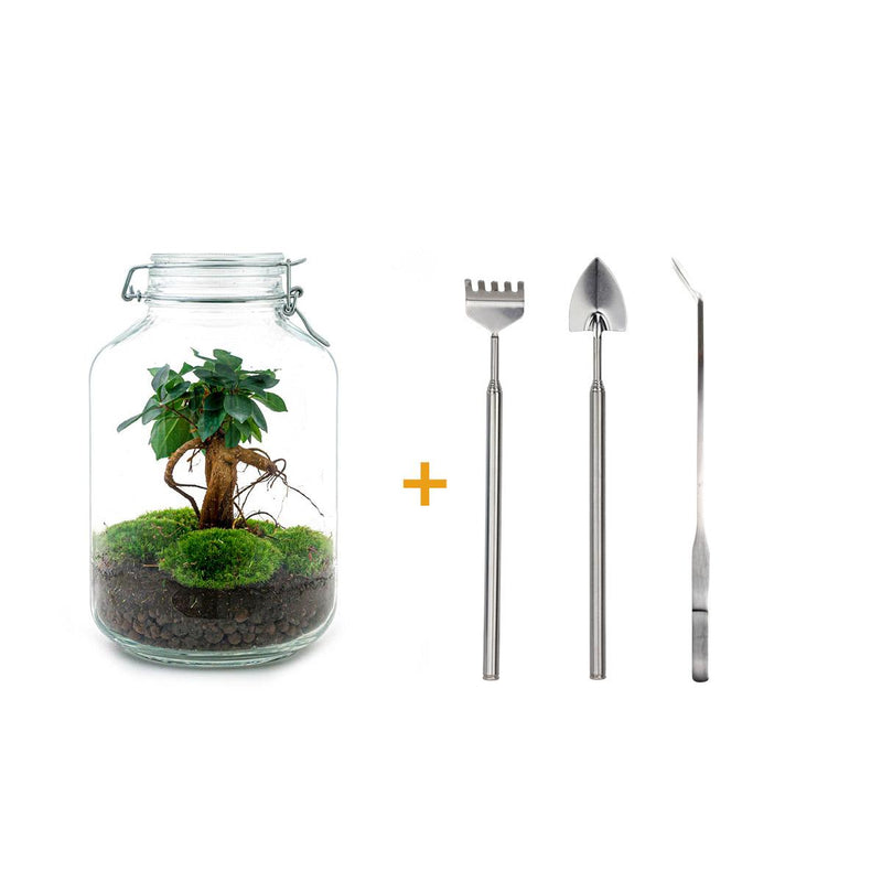 Flaschengarten DIY-Set: Ficus Ginseng Bonsai & Zubehör