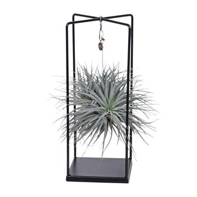 Tillandsia Mix 1 Stück, Ø20cm - ↕20cm, Luftpflanze für Ihr Zuhause