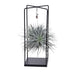 Tillandsia Mix 1 Stück, Ø20cm - ↕20cm, Luftpflanze für Ihr Zuhause Bild 1