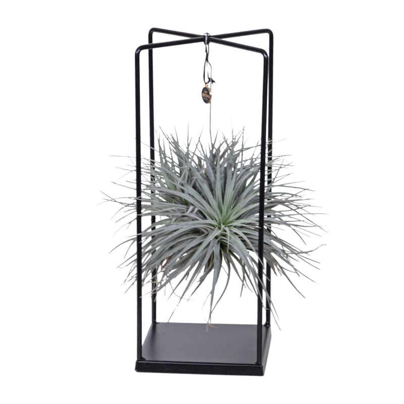 Tillandsia Mix 1 Stück, Ø20cm - ↕20cm, Luftpflanze für Ihr Zuhause
