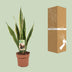 Sansevieria Trifasciata Laurentii - Ø17cm - ↕60cm - Easy Care & Air-Purifying Bild 4