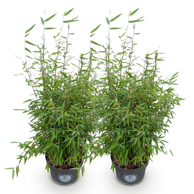 Fargesia nitida 'Red Dragon' - Nicht wuchernder Bambus, 2 Pflanzen