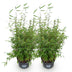 Fargesia nitida 'Red Dragon' - Non-spreading bamboo, 2 plants Bild 2