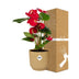 Anthurium Red in ELHO Vibes Fold Pot 14 cm Yellow Bild 4