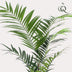 Künstliche Kentia Palme 210 cm – Tropisches Flair ohne Pflegeaufwand Bild 3