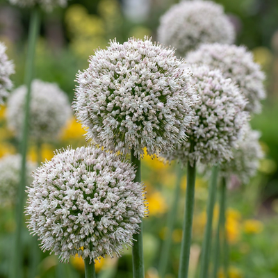 160x Allium Ping Pong - Weiße Zierlauch Zwiebeln, 6/7, Sommerblüher