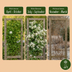 Clematis vitalba (Waldrebe) Kletterpflanze, weiß, Ø9cm, ↕35cm Bild 5
