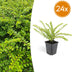 24x Lonicera nit. 'Maigrün' – 10-25cm – Ø9cm Pot Bild 1
