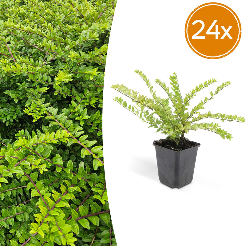 24x Lonicera nit. 'Maigrün' – 10-25cm – Ø9cm Pot
