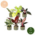 6x Baby Philodendron Mix (Weiß, Rosa, Gelb, Grün, Rot) im 6cm Topf Bild 5