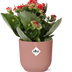Kalanchoe Rosalina Don Justino Rot im ELHO Vibes Topf 14cm Bild 1