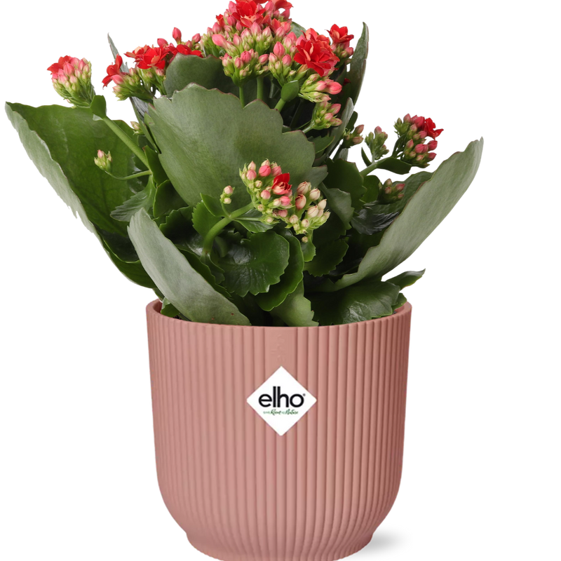 Kalanchoe Rosalina Don Justino Rot im ELHO Vibes Topf 14cm
