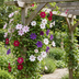 8x Clematis Rainbow - Waldrebe Rainbow - Lila - Rot - Rosa - Weiß - Kletterpflanze - Ø9cm - ↕35cm Bild 5