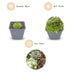 6x - Sempervivum Big Sam - Ø7cm - ↕10-12cm Bild 3