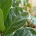 Ficus Lyrata Geigenblatt, 80cm, mit Seegras-Korb Bild 3