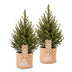 2x Picea glauca Conica - Zuckerhutfichte - Grün - Weihnachtsbaum - inkl. Jutesack - Ø17cm - ↕65cm Bild 2