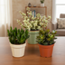 Crassula-Mischung 8,5 cm: 3 Sukkulenten ohne Topf Bild 5